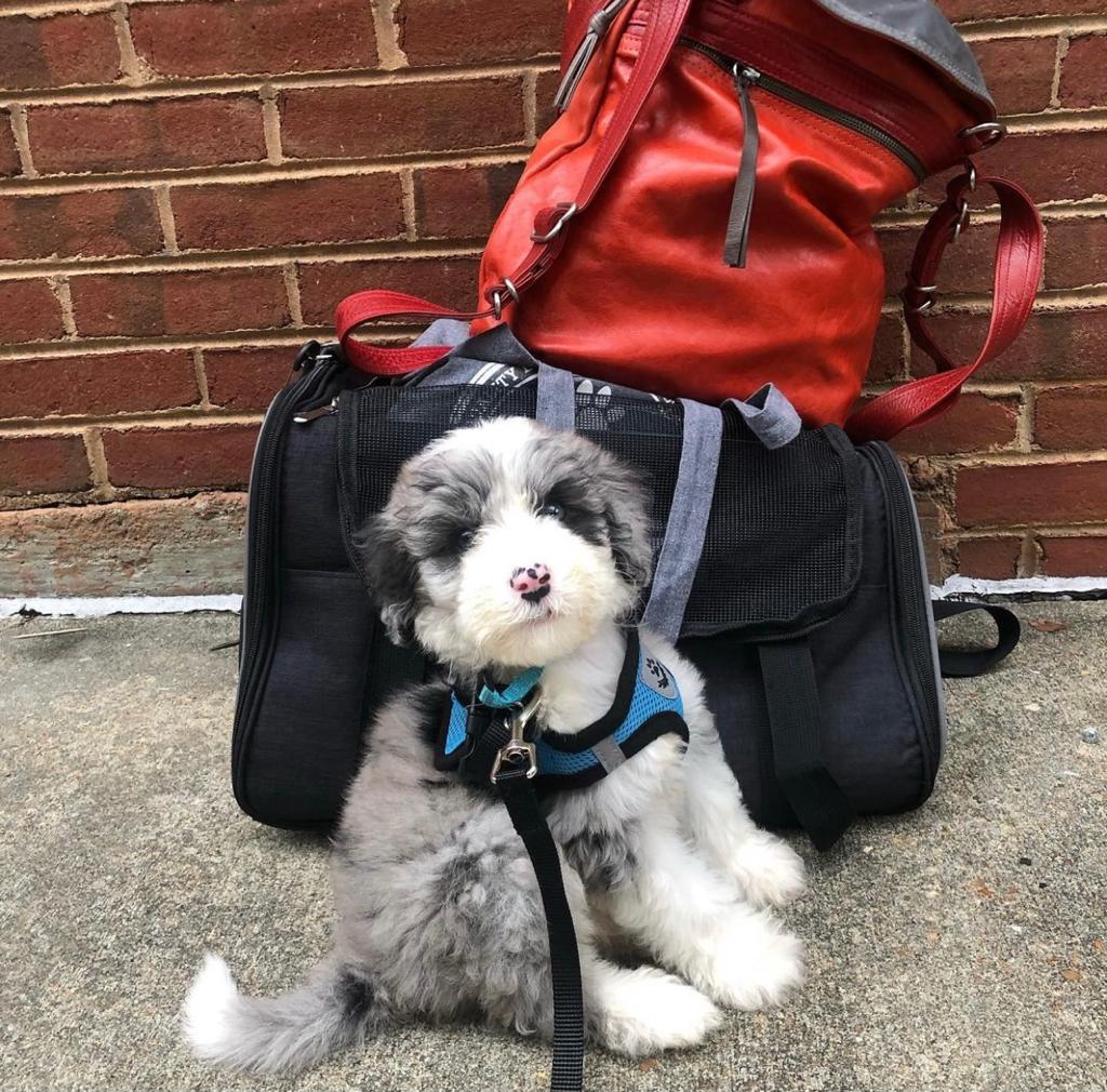 mini sheepadoodle for sale