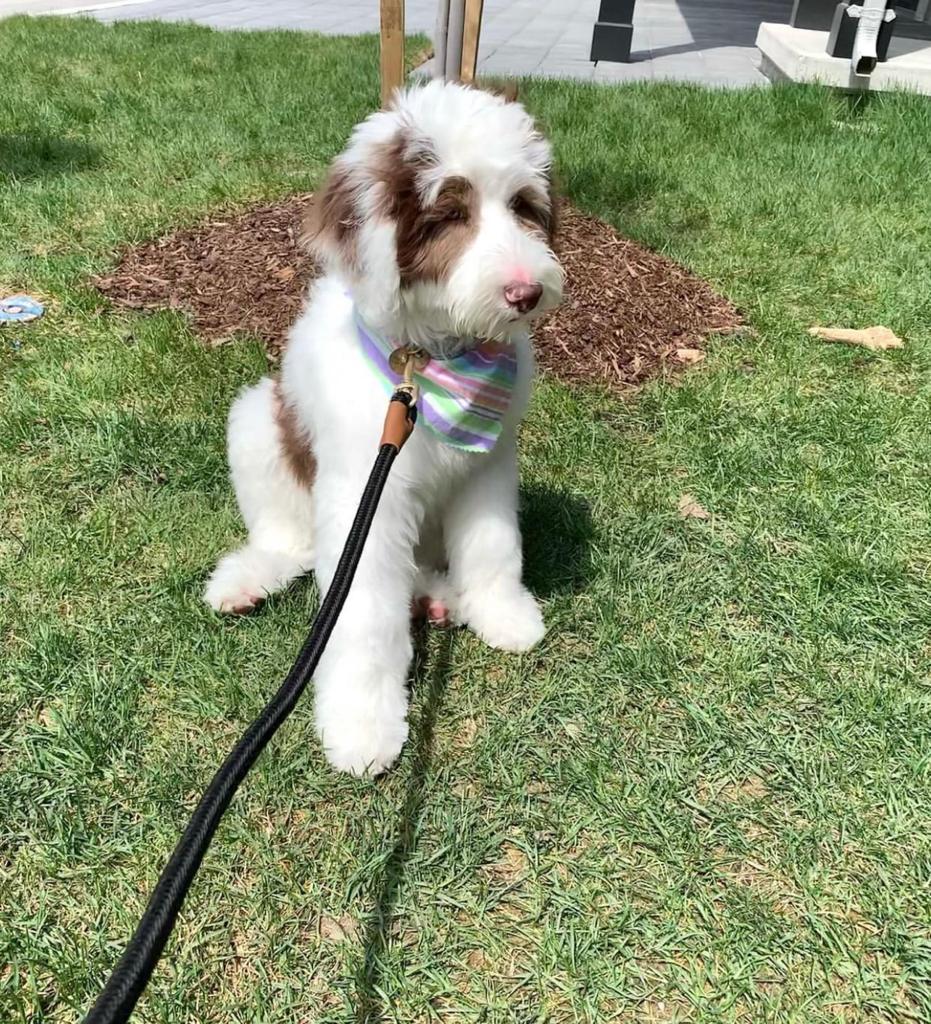 male giant sheepadoodle for sale
