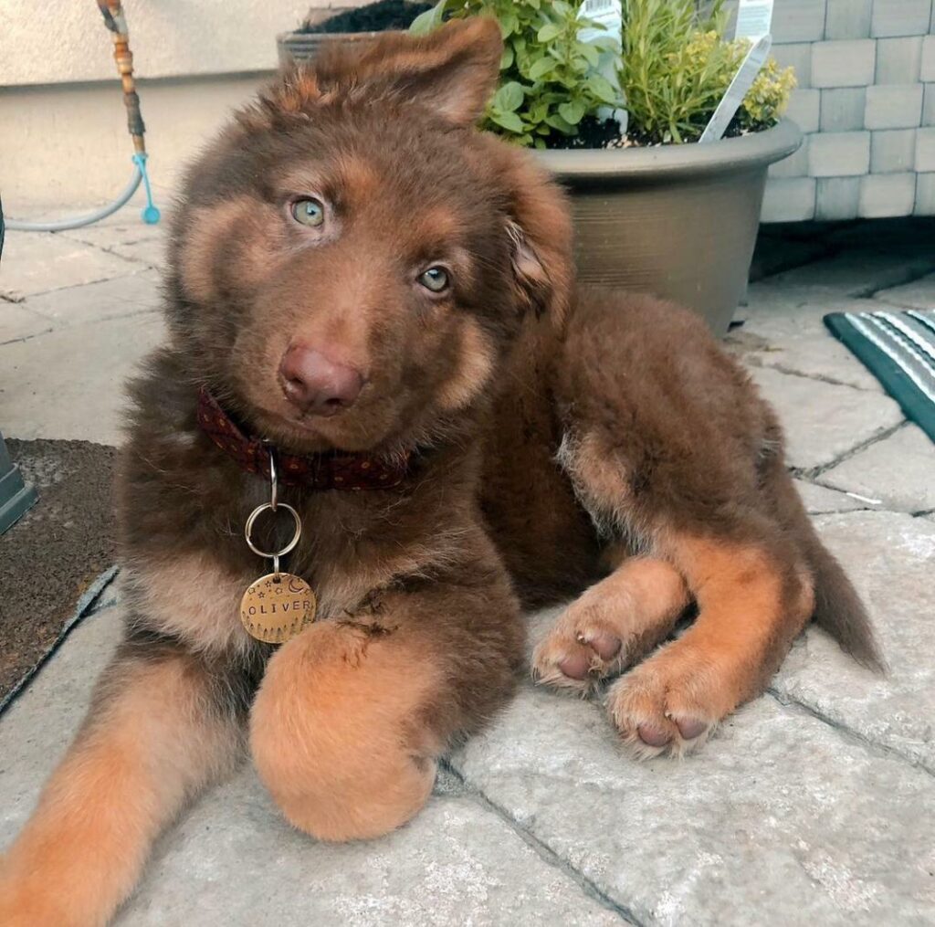german shepherd for sale