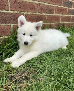 male white puppy
