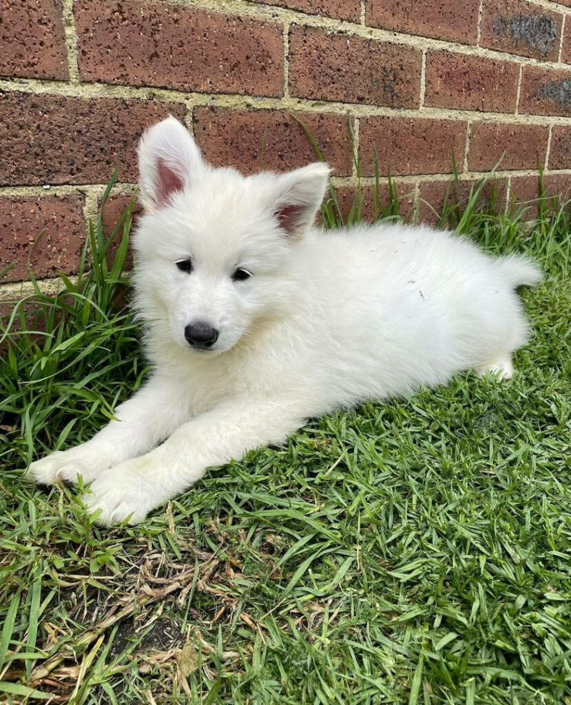 male white puppy