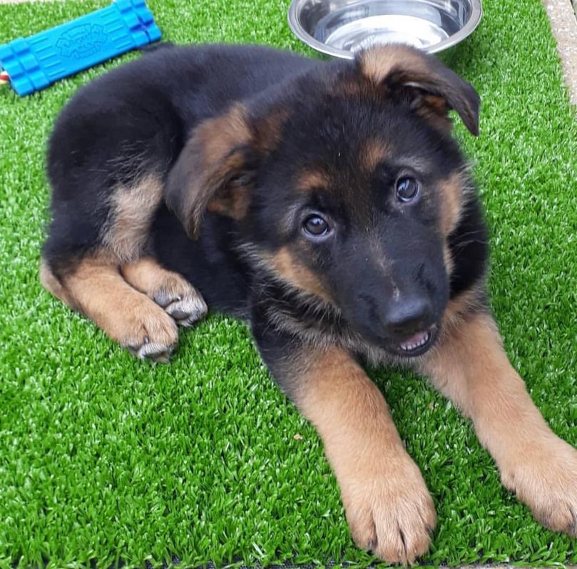 German Shepherd for sale