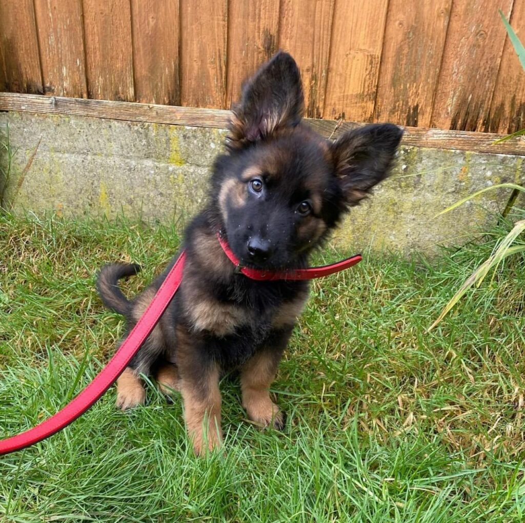 cute german shepherd boy