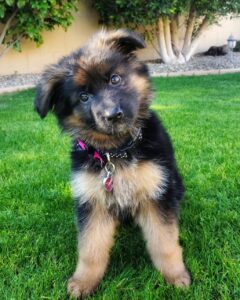 short hair german shepherd puppy