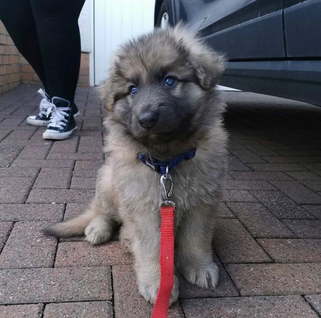sable german shepherd