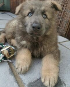 Puppies