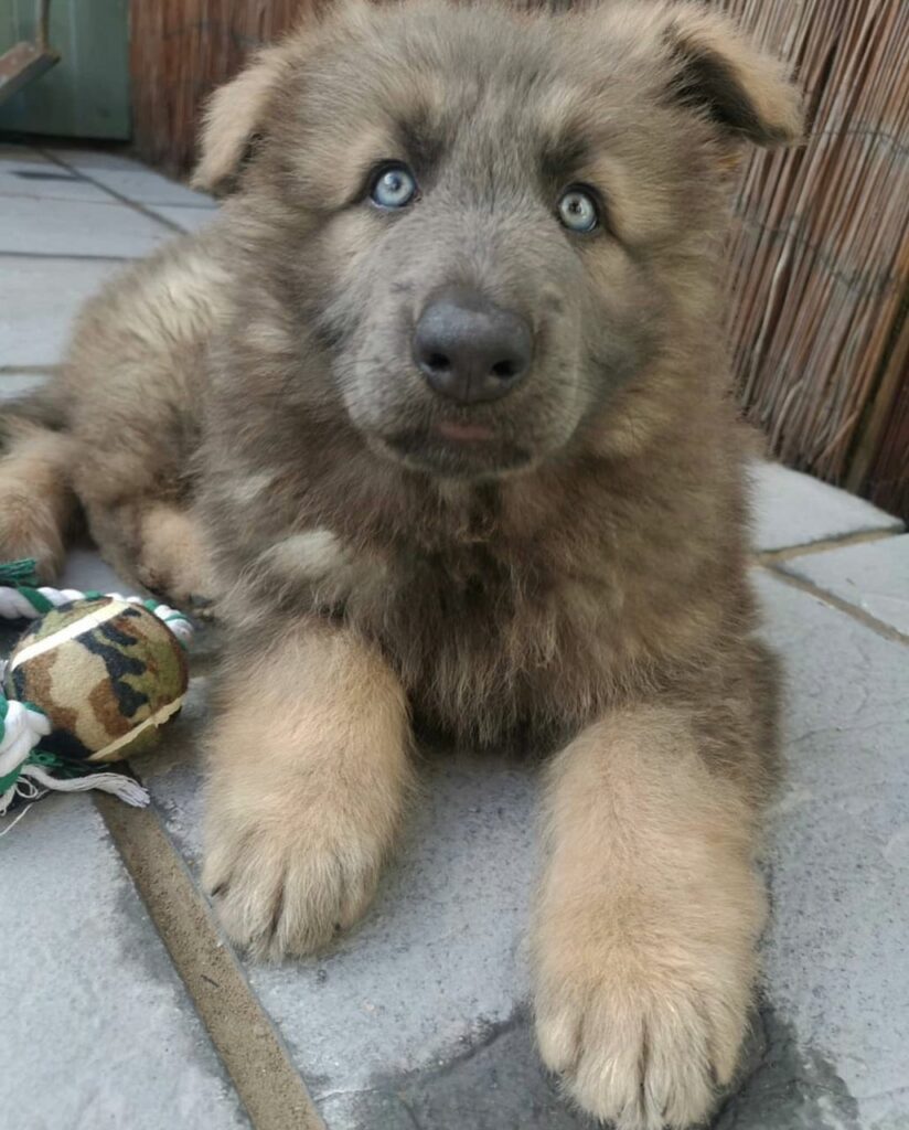 Puppies