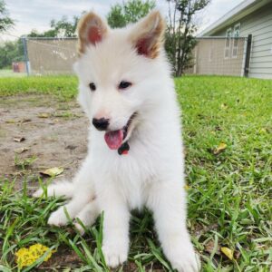 white puppy