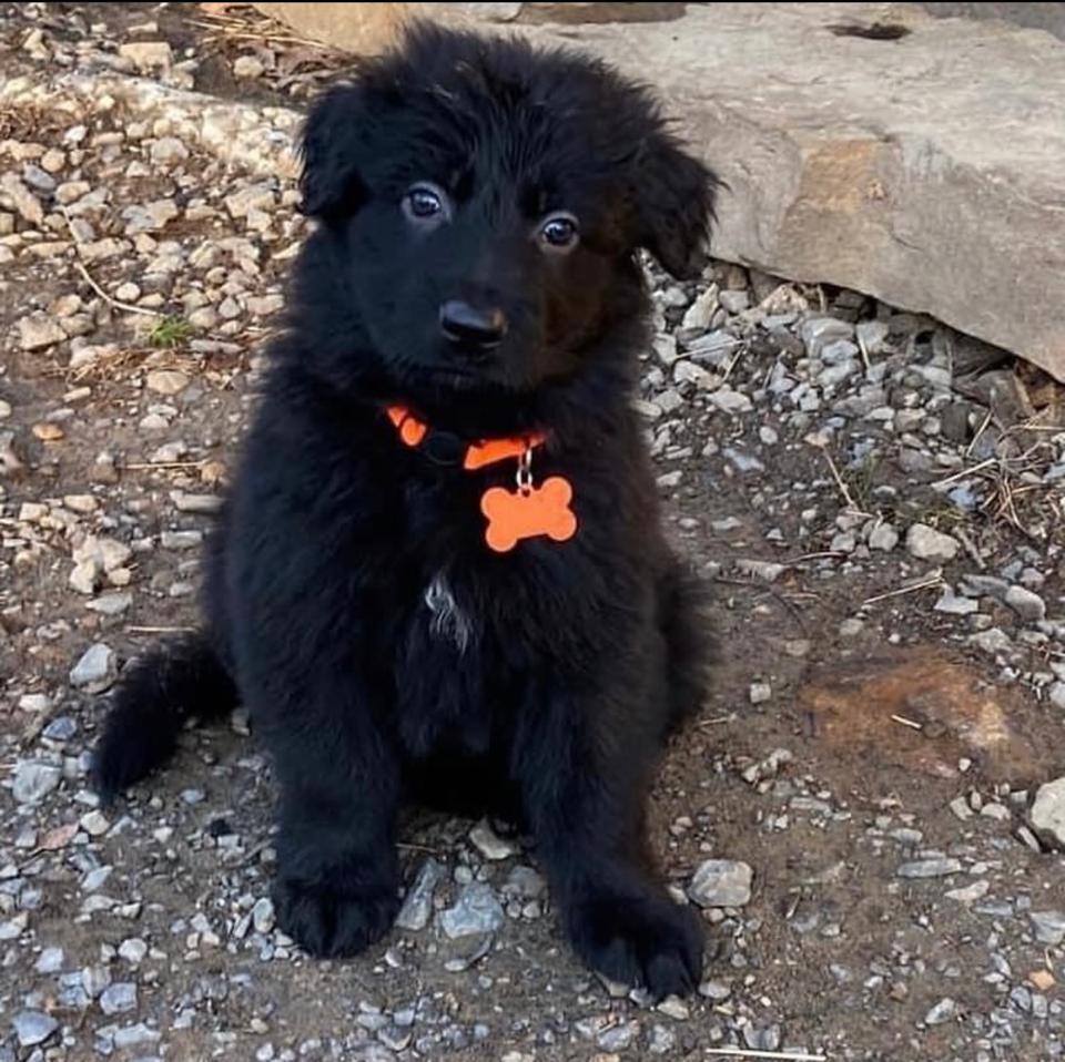 black shepherd