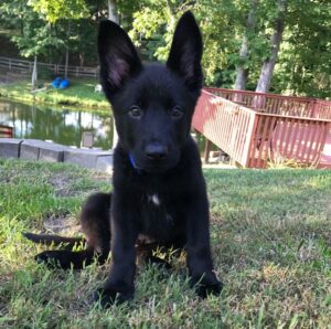 black shepherd