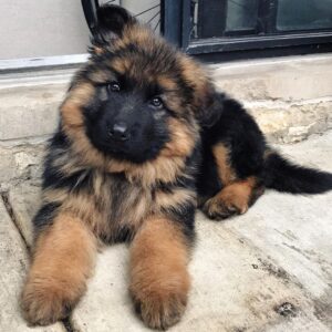 german shepherd for sale