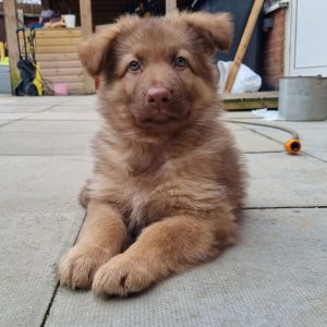 red shepherd