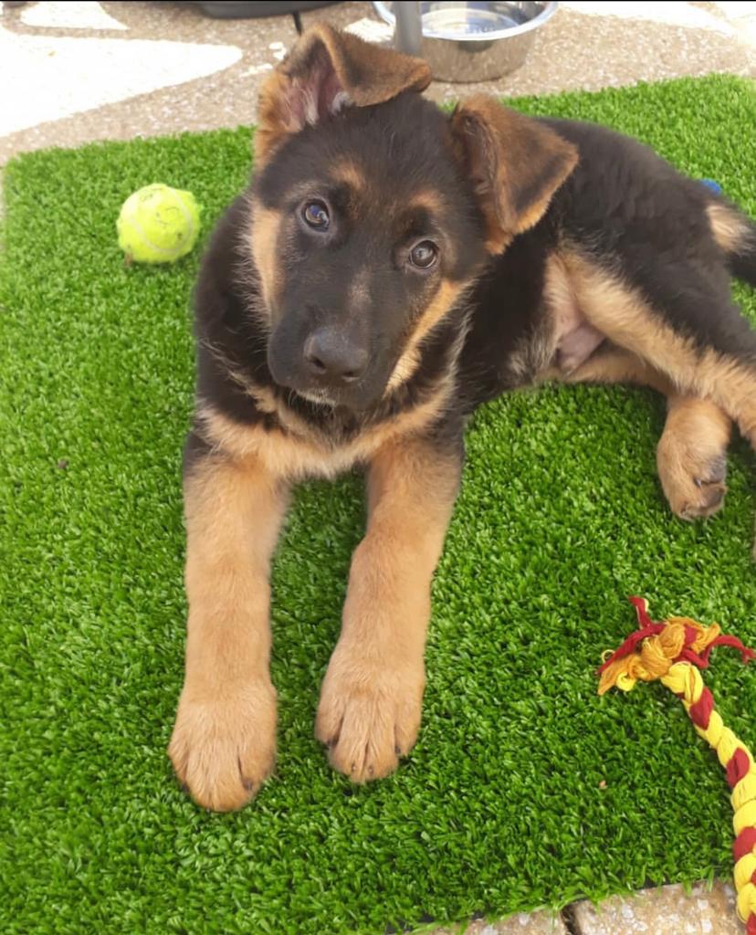 German Shepherd Puppies for Sale