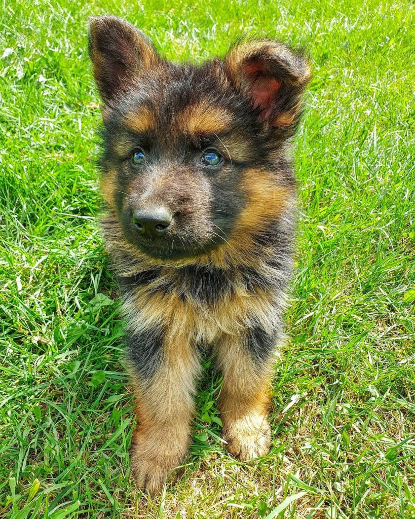 blue eyed german shepherd