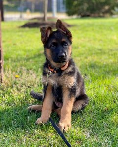 german shepherd for sale
