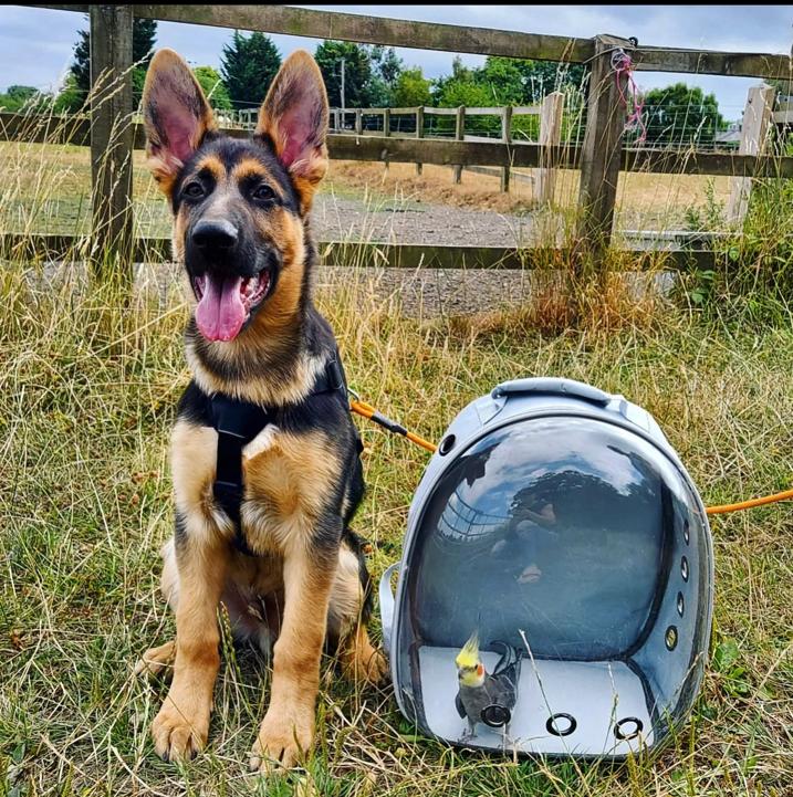 where to buy a german shepherd