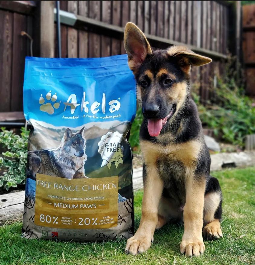 Where to buy a German Shepherd